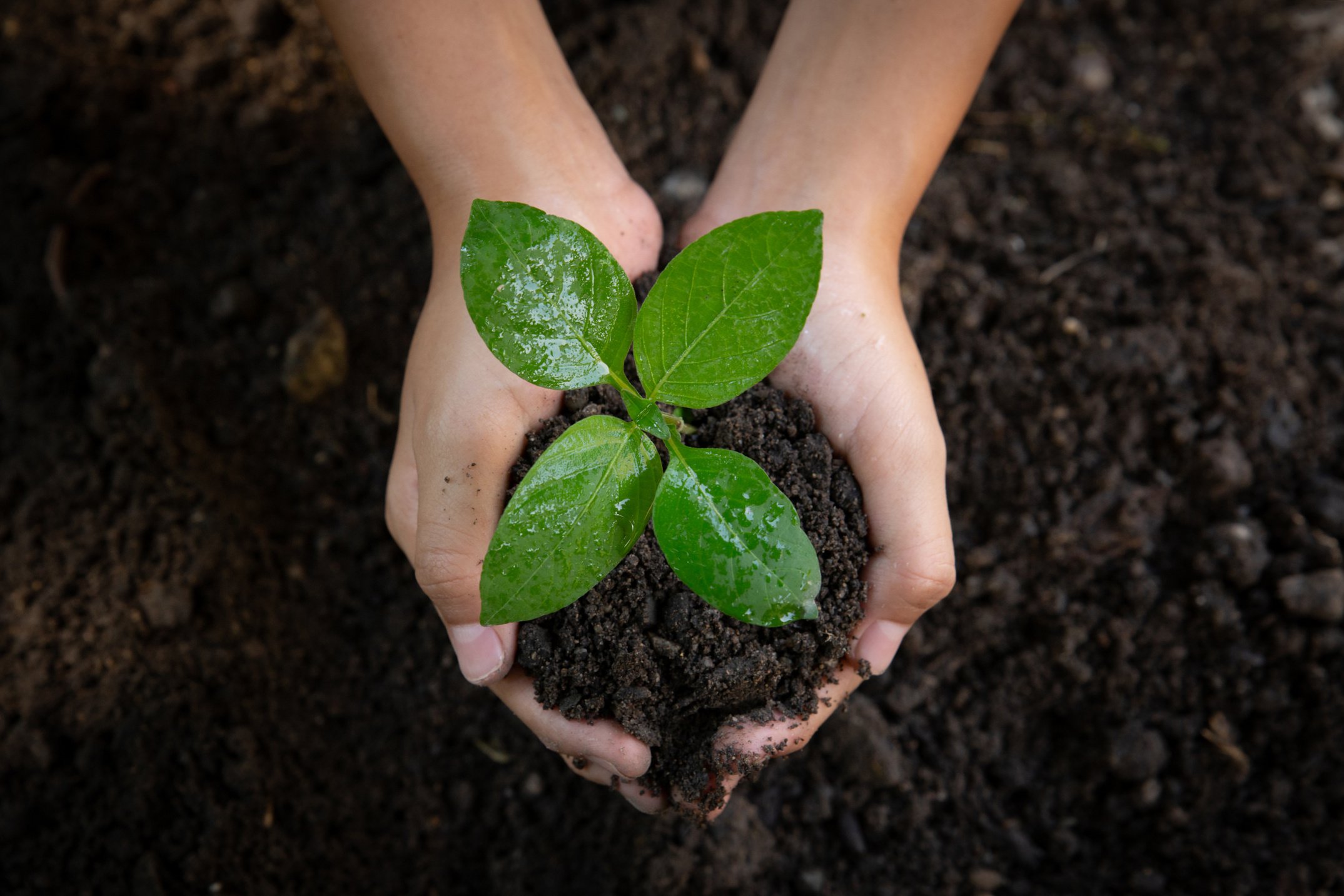 Hands Holding Soil and Young Plant